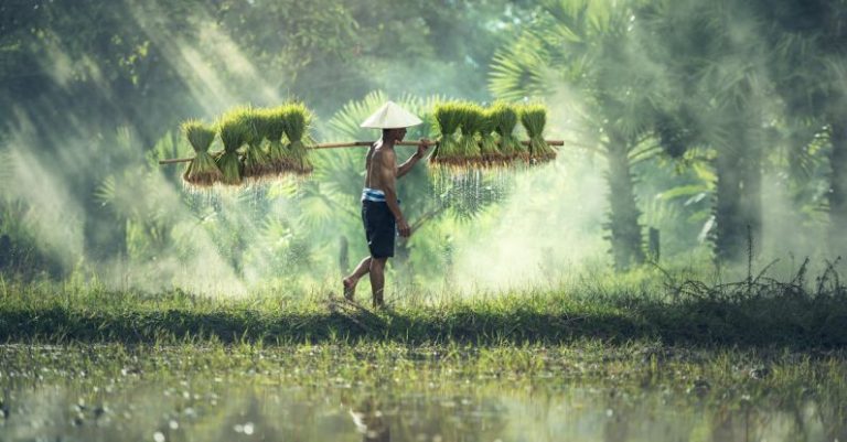 Asia - Man Carrying Yoke With Rice Grains