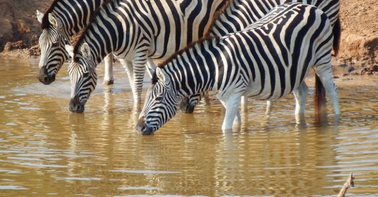 Serengeti - Herd of Zebra on Body of Water